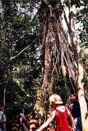 Strangling Ficus in Khao Yai National Park
